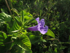Ruellia obtusa