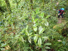 Symplocos macrostroma