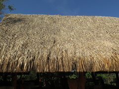 Sabal mauritiiformis