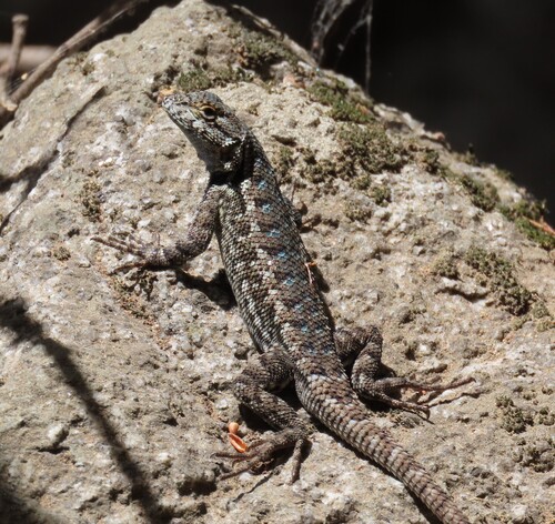 iNaturalist observation photo of Western Fence Lizard
