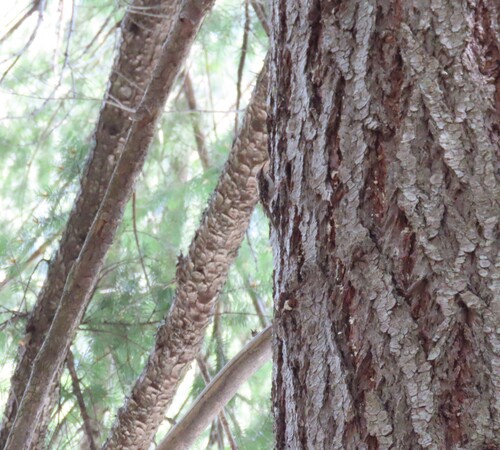 iNaturalist observation photo of Brown Creeper