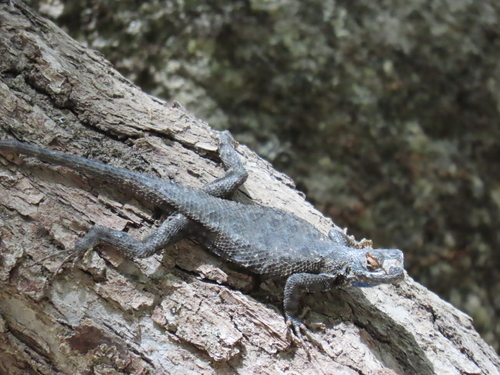 iNaturalist observation photo of Western Fence Lizard