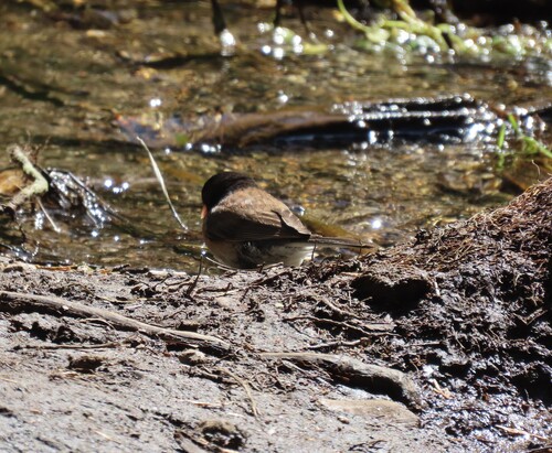 iNaturalist observation photo of Dark-eyed Junco