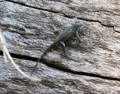 iNaturalist observation photo of Common Sagebrush Lizard