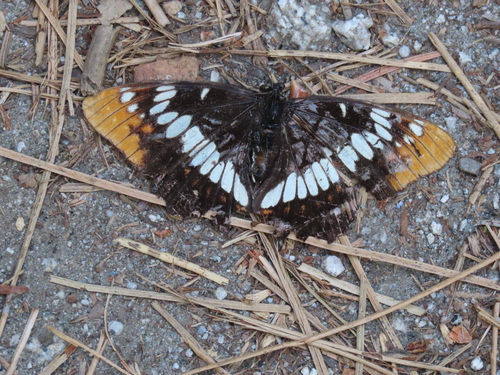 iNaturalist observation photo of Lorquin's Admiral