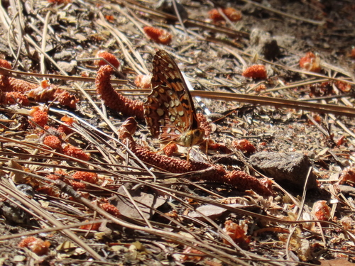 iNaturalist observation photo of Greater Fritillaries