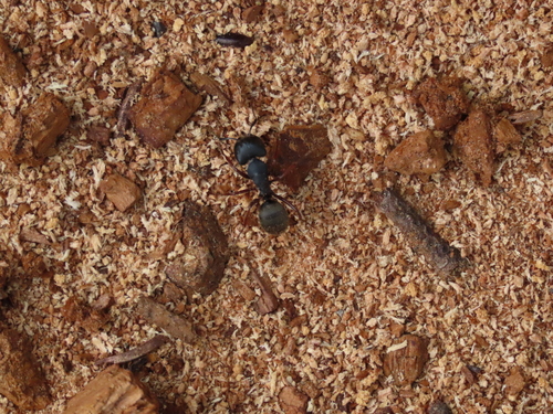 iNaturalist observation photo of Western Black Carpenter Ant