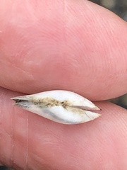 Mya arenaria