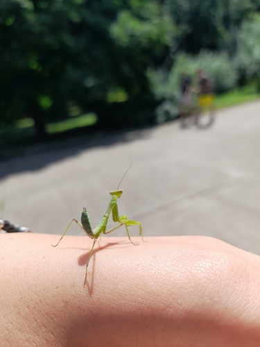 Transcaucasian Giant Mantis