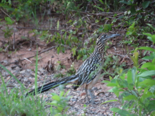 Greater Roadrunner