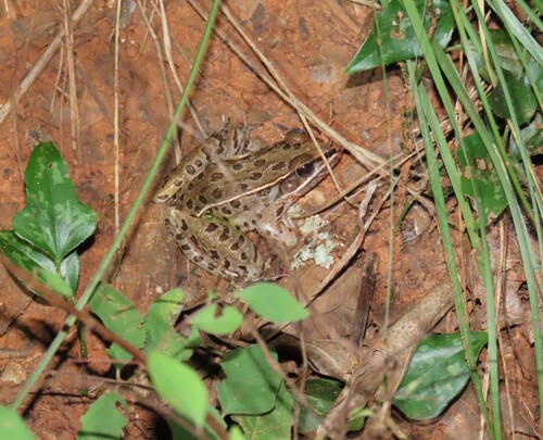 Southern Leopard Frog