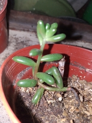 Sedum × rubrotinctum