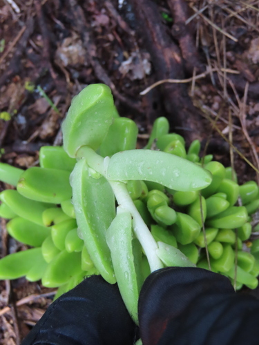 Sedum glabrum, photograph 4
