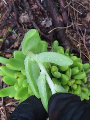Sedum glabrum, photograph (c) Ulises Pinedo, some rights reserved (CC BY)