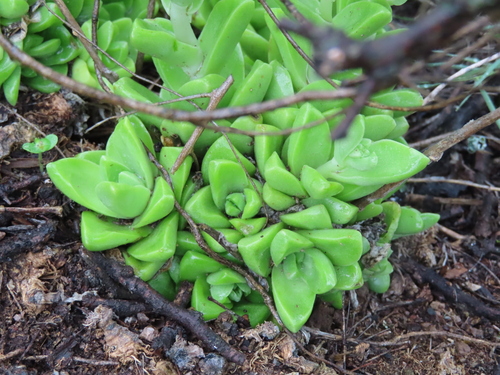 Sedum glabrum, photograph 6