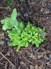 Sedum glabrum, photograph (c) Ulises Pinedo, some rights reserved (CC BY)