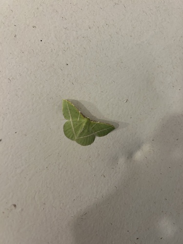 iNaturalist observation photo of Dichorda illustraria