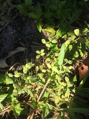 Euphorbia hirta image