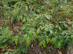 Theaceae