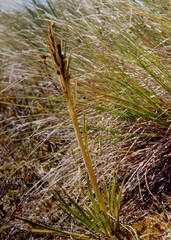 Aciphylla anomala