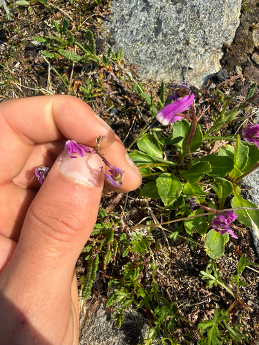 Dodecatheon frigidum, 2026-07-11