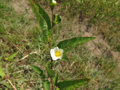 Sida glomerata