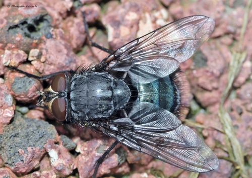 Blaue Schmeißfliege