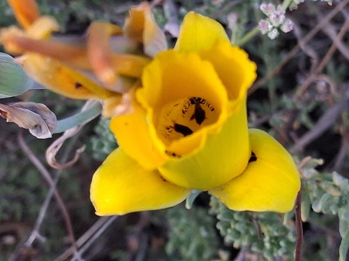 Calochortus clavatus, photograph 2