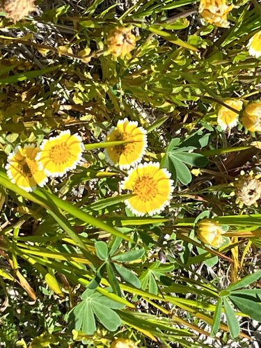 Layia platyglossa observed 2026-07-14