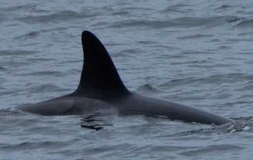 Sighting photo