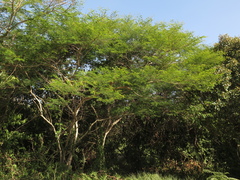 Vachellia macracantha