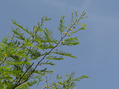 Vachellia macracantha