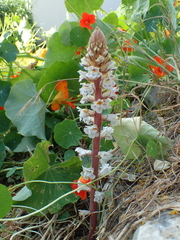 Orobanche crenata