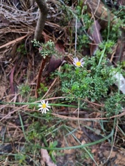 Brachyscome multifida, photograph (c) grampianshiker, some rights reserved (CC BY)