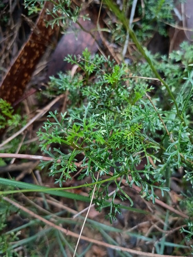 Brachyscome multifida, photograph 3