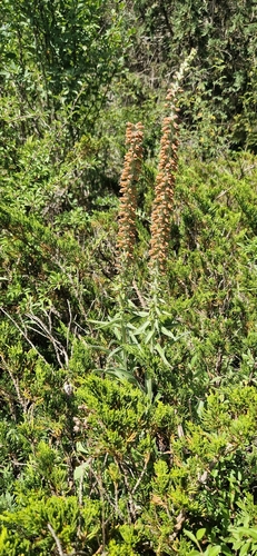 Digitalis parviflora, photograph 5
