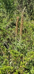 Digitalis parviflora, photograph (c) Jens-Christian Svenning, some rights reserved (CC BY)