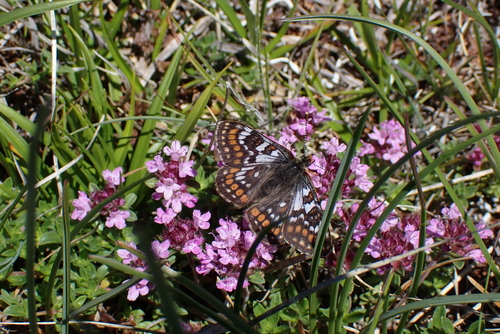 Cynthia's Fritillary