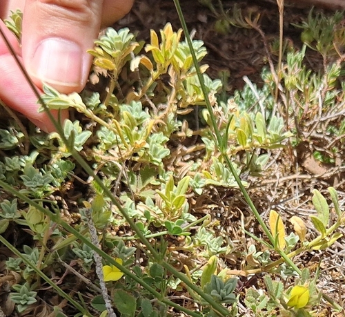 Helianthemum apenninum, photograph 6