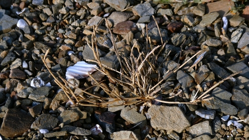 Parapholis incurva, photograph 4