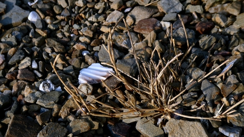 Parapholis incurva, photograph 6