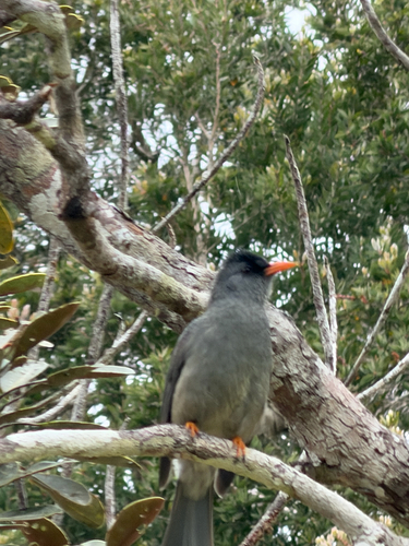 iNaturalist image