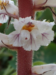 Orobanche crenata