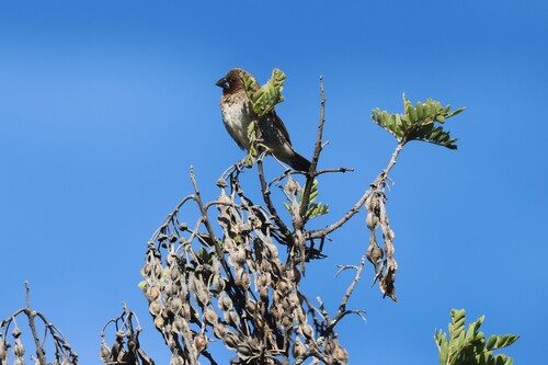 Lonchura punctulata observed 2026-07-05