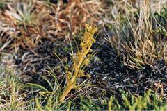 Aciphylla anomala