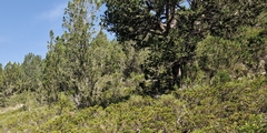 Juniperus thurifera, photograph (c) Jens-Christian Svenning, some rights reserved (CC BY)