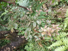 Symplocos macrostroma