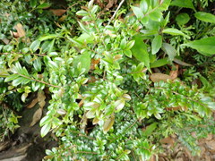 Theaceae