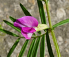 Narrow-leaved Vetch - Photo (c) Patrick Hacker, some rights reserved (CC BY), uploaded by Patrick Hacker