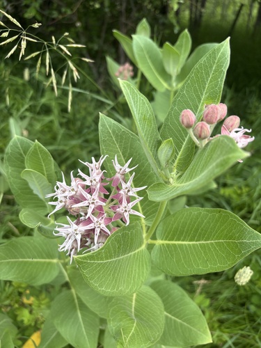 showy milkweed